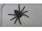 Spinne im Vesperbrett